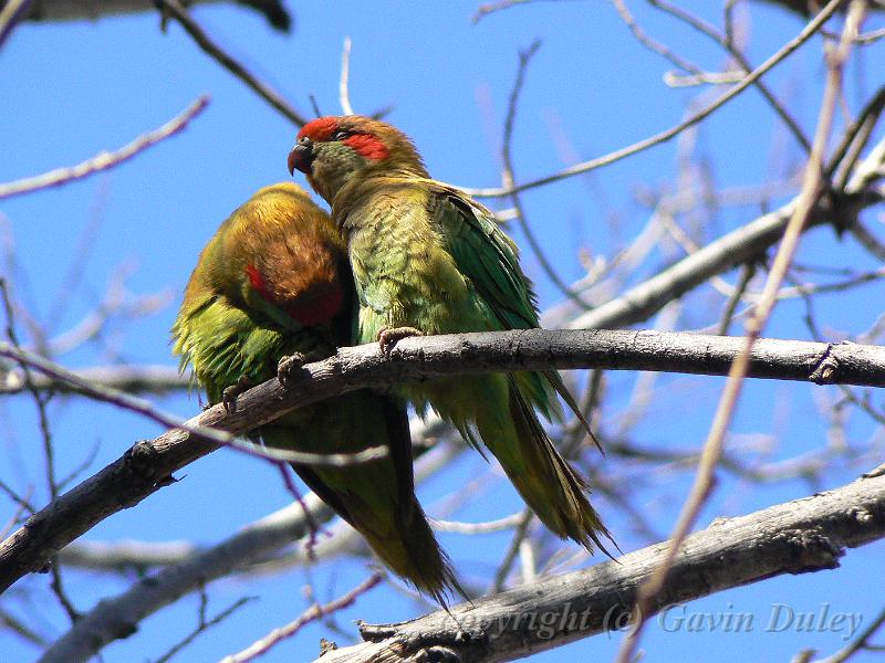 Musk Lorikeet (Glossopsitta concinna), near River Torrens  P1030567.JPG